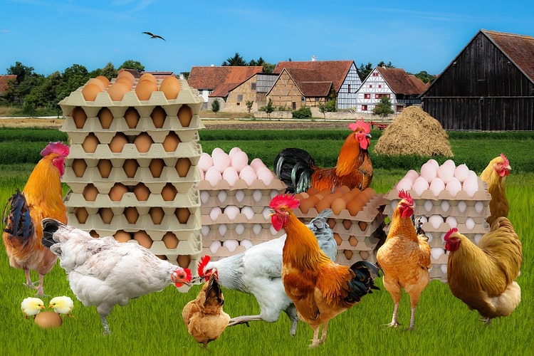 poultry farm nj
